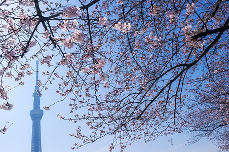 东京晴空塔