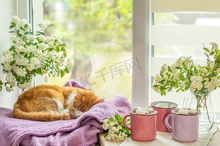 窗台上的小猫，一杯热可可