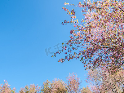 粉红色的樱花与蓝天背景。