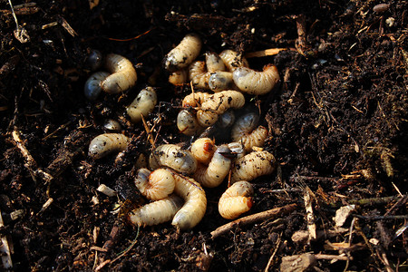 堆肥堆中的玫瑰金龟子幼虫