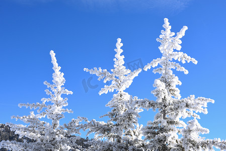 树尖上的雪花