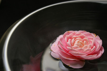 盛开的黑色花摄影照片_寂静水面上的粉色山茶花