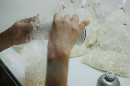 白僵菌昆虫病原真菌在水稻上的实验室培养。