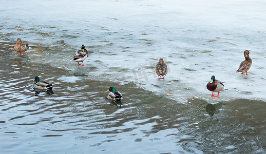 成群的鸭子在冬季结冰的城市公园池塘里玩耍
