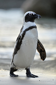 脚踏实地摄影照片_非洲企鹅 (spheniscus demersus)，也称为公驴企鹅的肖像。