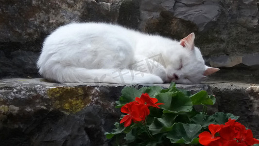 天竺葵属摄影照片_白猫在台阶 f 上休息