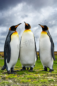 三只王企鹅