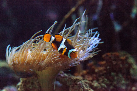 小丑鱼，Amphiprioninae，在海鱼中