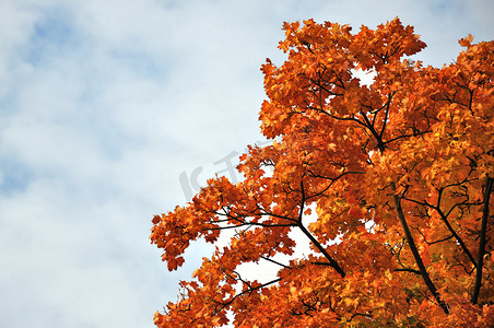 德国黑森州富尔达的秋季红枫林