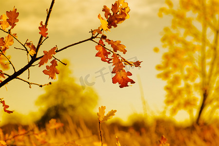 秋天的金色自然风光
