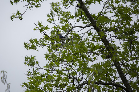 栖息在树上的冠蓝鸦
