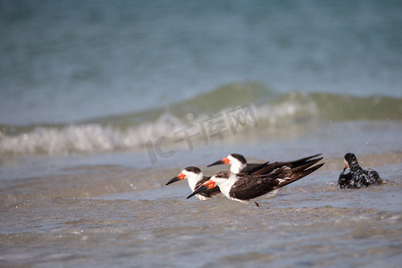海鸥鸥摄影照片_Clam 海滩上成群的黑色撇嘴燕鸥 Rynchops niger