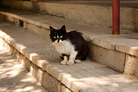 坐在楼梯上的黑白流浪猫