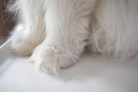 猫爪有助于猫的抓握和移动。