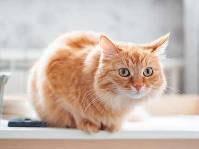 桌面美乐蒂摄影照片_关闭坐在桌面上的可爱姜猫的侧面肖像。