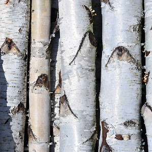 桦树木摄影照片_桦树树干，一堆桦木原木