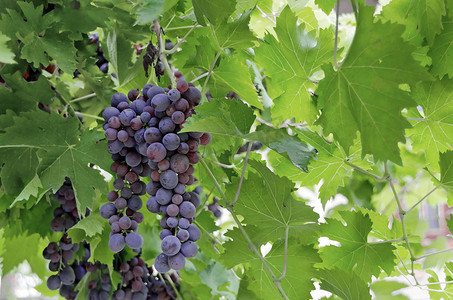 新鲜成熟可口的紫葡萄