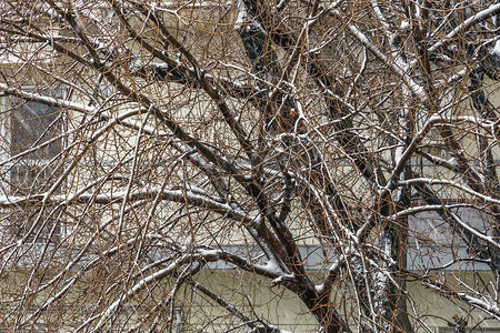 塞萨洛尼基摄影照片_希腊塞萨洛尼基的树枝上下着大雪。