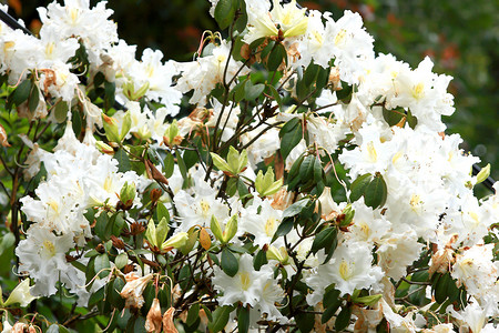 宝莹杜鹃花 - 白色开花的灌木
