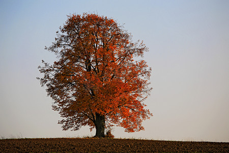 偏僻的菩提树，椴树，秋色