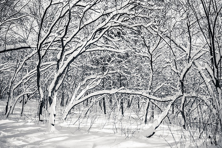 黑白摄影照片_黑白积雪的冬天树