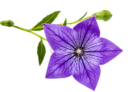 桔梗 (Platycodon grandiflorus) 或 bellflo 的紫色花