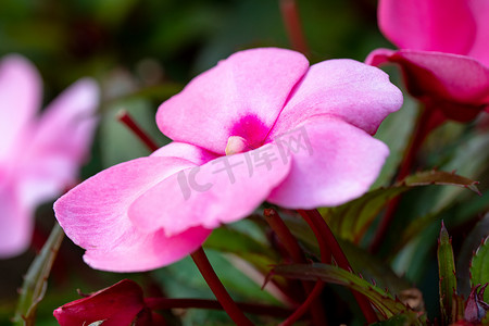 粉红色的新几内亚凤仙花在花盆里