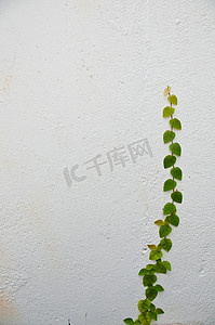 植物在白墙上长大