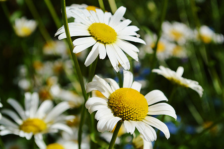 野百合摄影照片_牛眼菊 (Leucanthemum vulgare)。