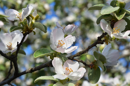 花序摄影照片_有苹果花和树叶的树枝
