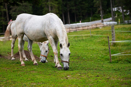 白色 Lipizzan 马在马厩里吃草