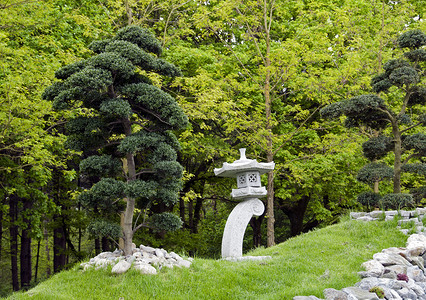 日本花园中的盆景树
