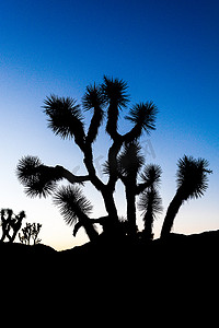 约书亚树 (Yucca brevifolia) 在 Stubbe S 附近黄昏时分现出轮廓