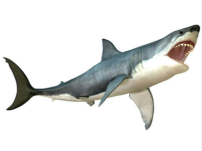 大白鲨攻击