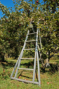 苹果树梯