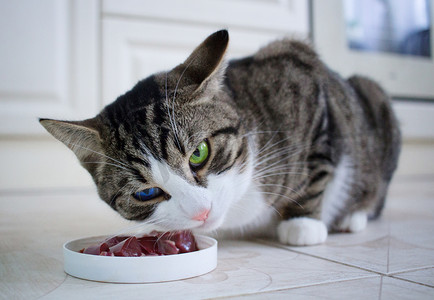 蓝绿色眼睛的猫从喂食碗里吃饭