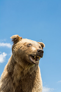 肉方摄影照片_作为野生动物的填充大棕熊头