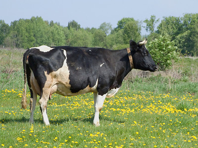 农民黑白摄影照片_夏季草地上的黑白母牛