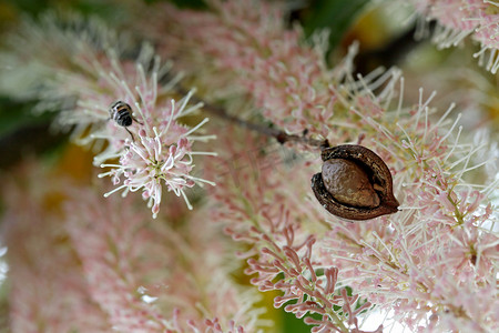 瓜皮果壳摄影照片_果壳中的澳洲坚果对抗花总状花序
