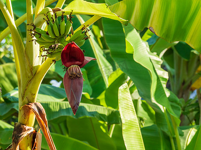 香蕉树上的年轻香蕉果实和红花绿叶