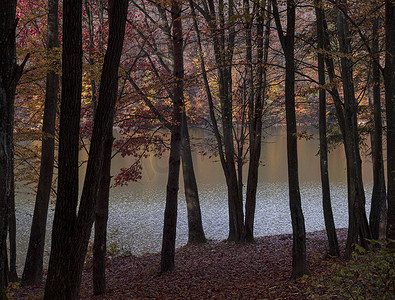 罗马尼亚结冰湖附近的大而浓烈的秋色树