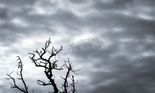 在黑暗的戏剧性天空和白云背景上现出轮廓死树