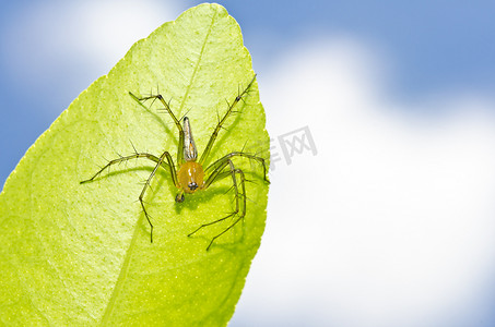 长腿摄影照片_绿叶上的长腿蜘蛛和蓝天