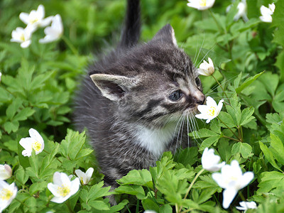花草地上的小猫