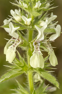 意大利刺荨麻 (Stachys ocymastrum) 花