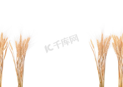 在背景的珍珠大麦五谷种子