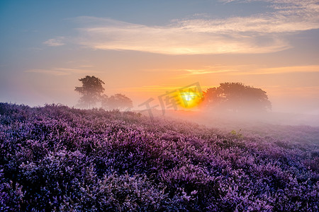 荷兰 Veluwe Zuiderheide 公园盛开的石南花田、盛开的紫粉色石南花、盛开的加热器