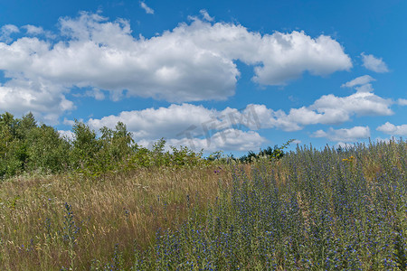 一片开满野生小花和灌木的田野，映衬着广阔的蓝天