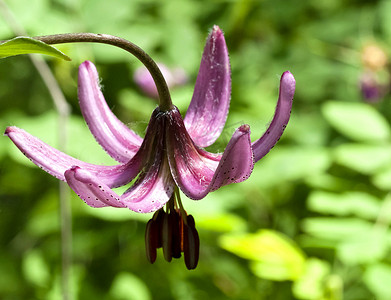 花林 百合 百合 martagon