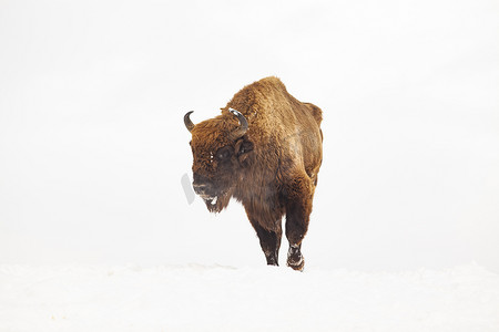 欧洲野牛 (Bison bonasus) 在冬季的自然栖息地